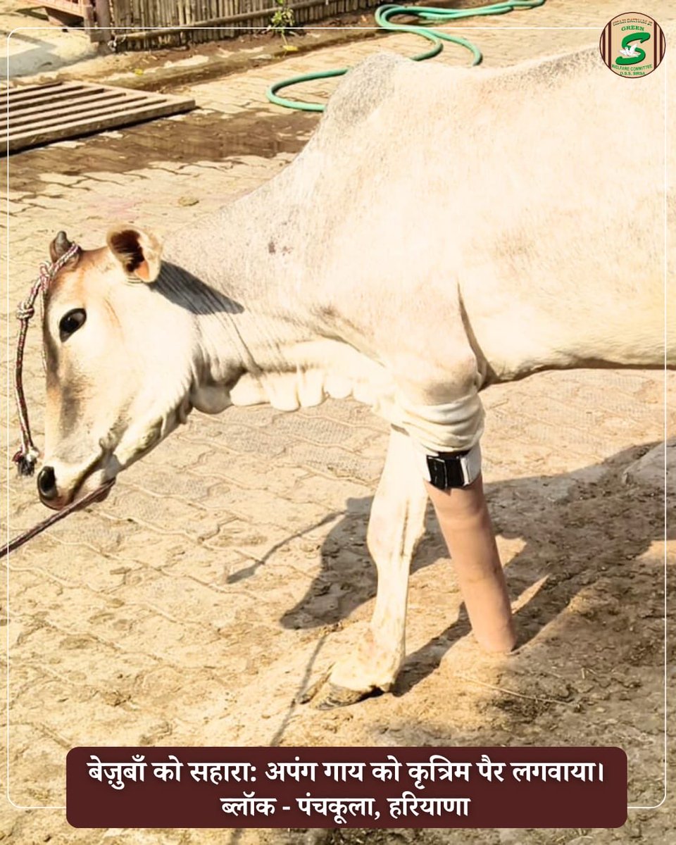 Shah Satnam Ji Green S Welfare Committee tweet media