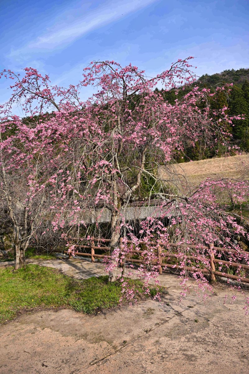 CosMix_Event　コスミク tweet media