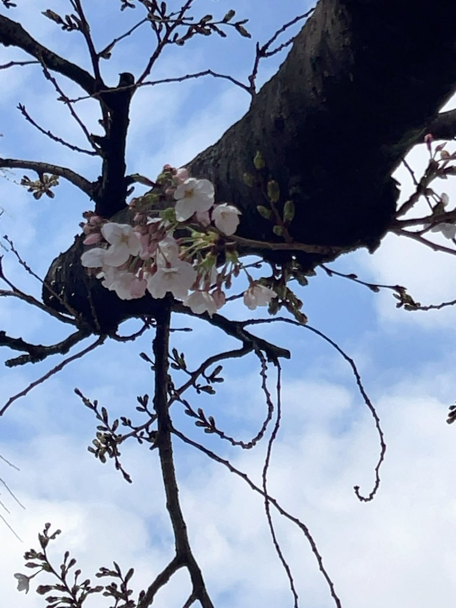 くうちゃん158cm tweet media