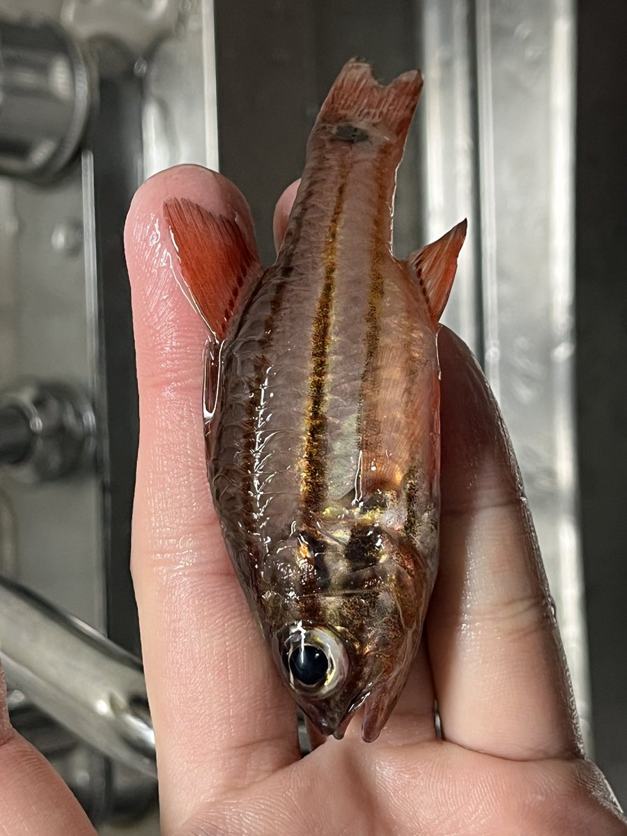 🦀🦀🦀 tweet media