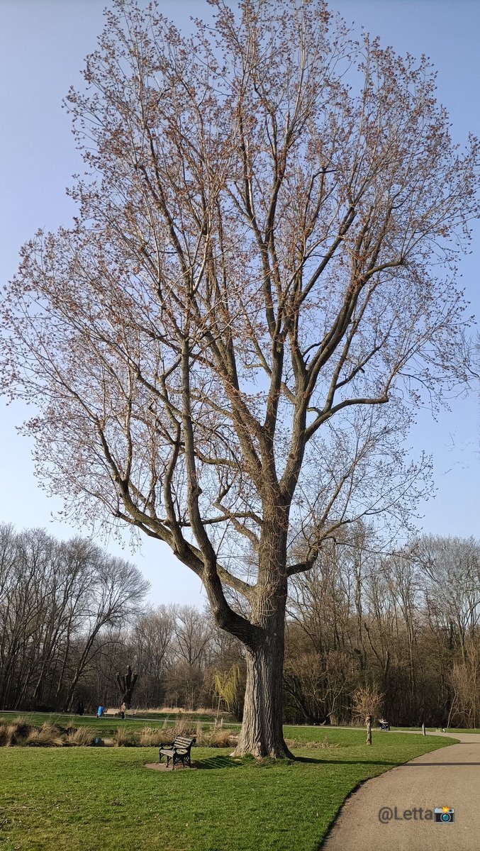 Letta_vi64's tweet image. 👇  💚 #tree 🌳🪾

📸.