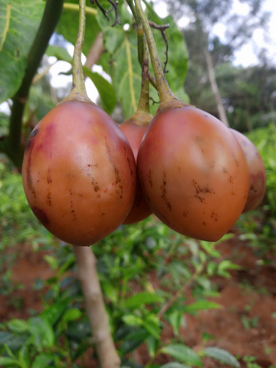 CheRoNo Kirui😍 tweet media