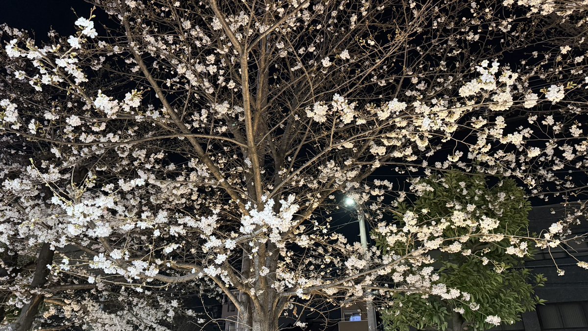 今日は、桜の日でんな😊