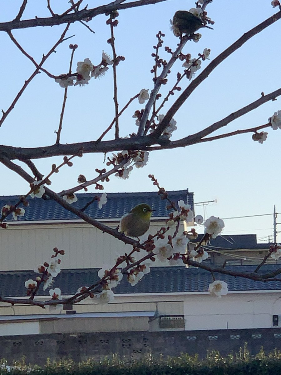 ポン太郎 tweet media