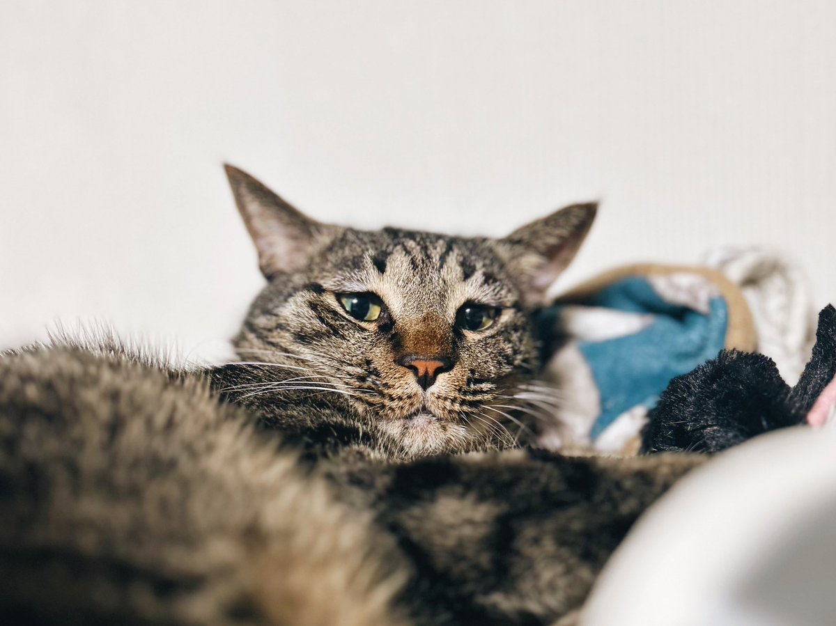 𝙇𝙊𝙉 tweet media