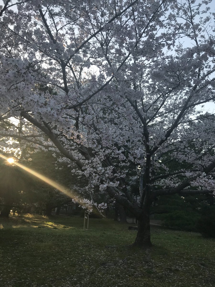 アミティエ ちゃこ tweet media