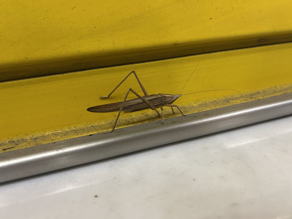 おさばる@𝓗𝓪𝓶𝓾𝓼𝓱𝓲 tweet media