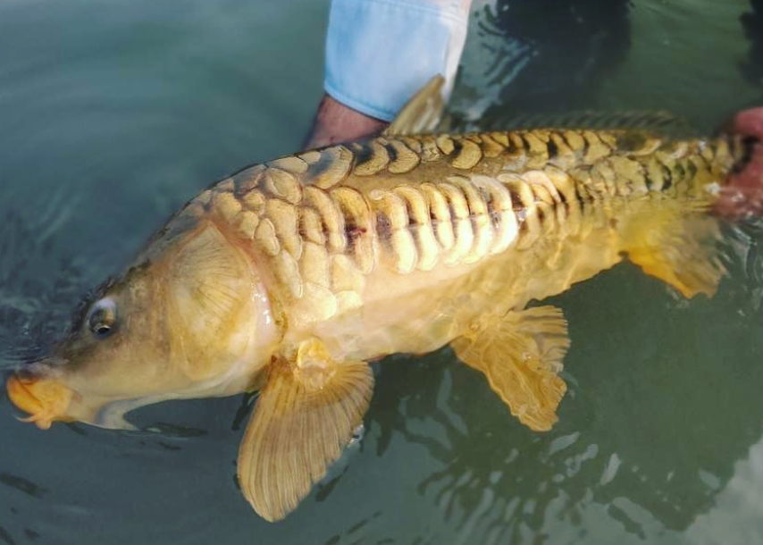 Flies By Spencer tweet media