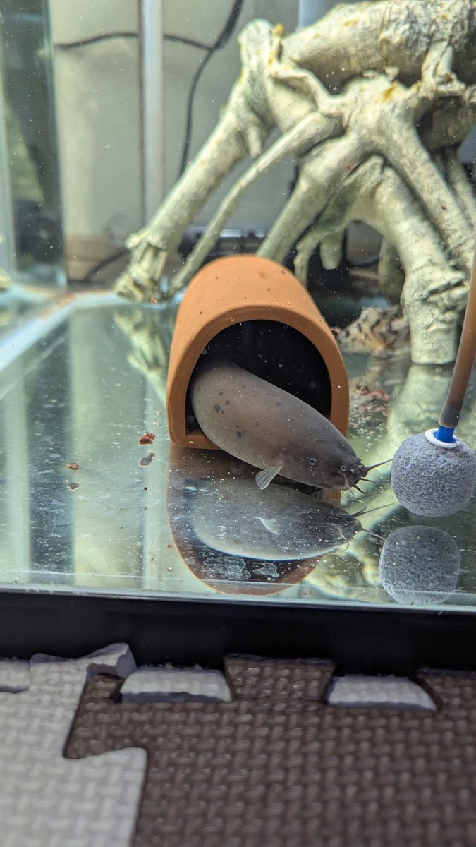 隠れ家を大きくするため前の隠れ家を取る際に電気いただきました本気ではなかったのかなんか痺れるなぐらいでした