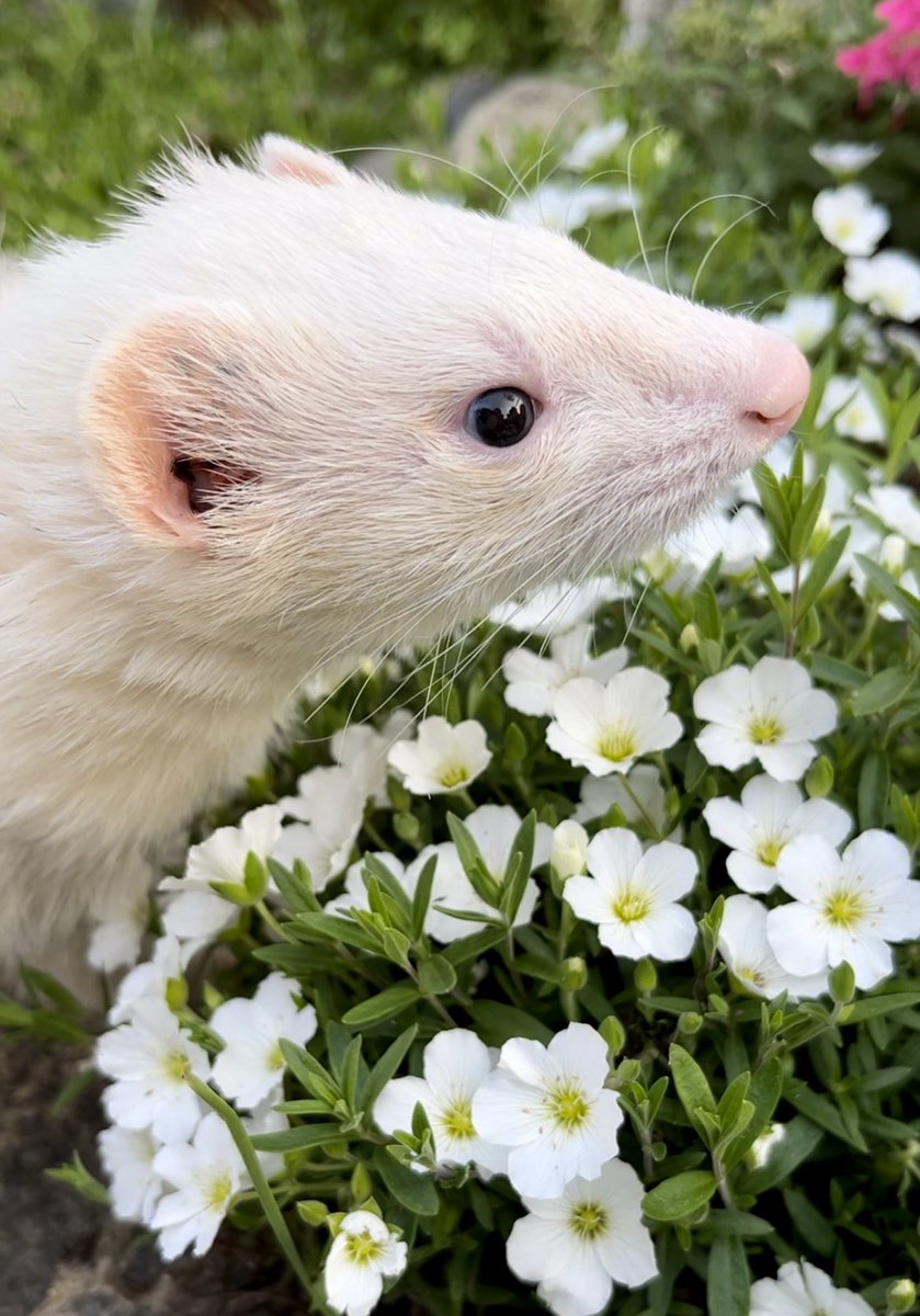 やま家(やまけ) tweet media