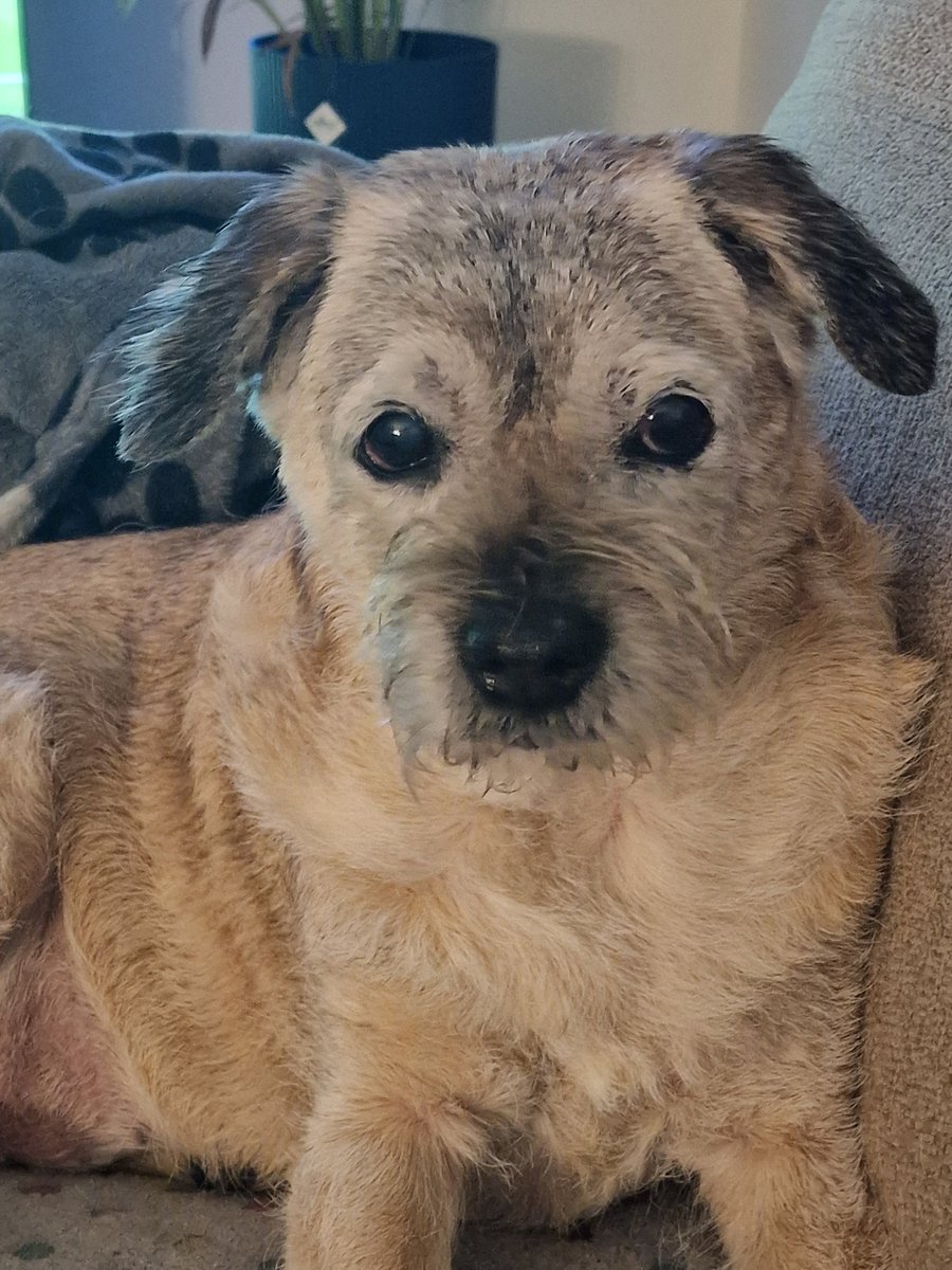 Penny sister of Lily 🌈 tweet media