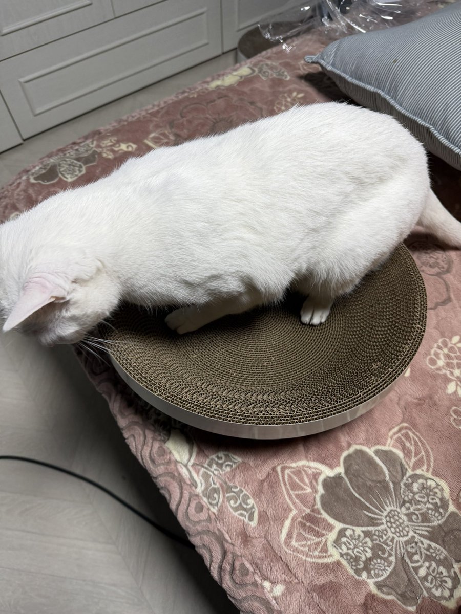 돈돈코츠유타 tweet media