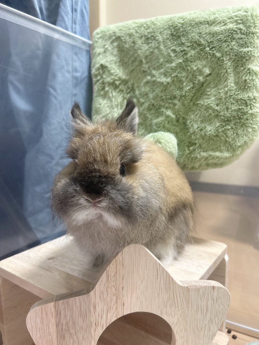 かすみ草 tweet media