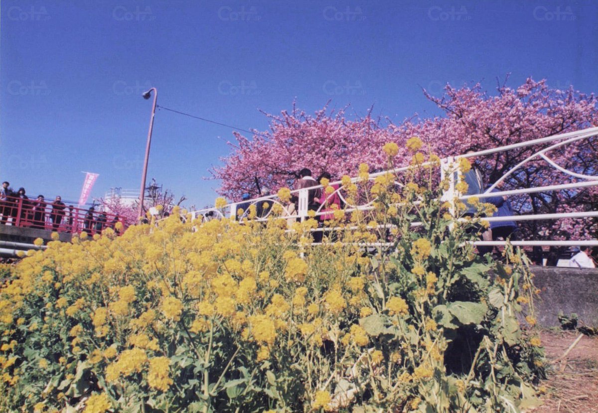 2000年2月28日に静岡・河津でおじいちゃんが撮った河津桜と菜の花を見る人々の写真 
#cotaウェブ 

ページを更新しました
cota.jp/now/67709