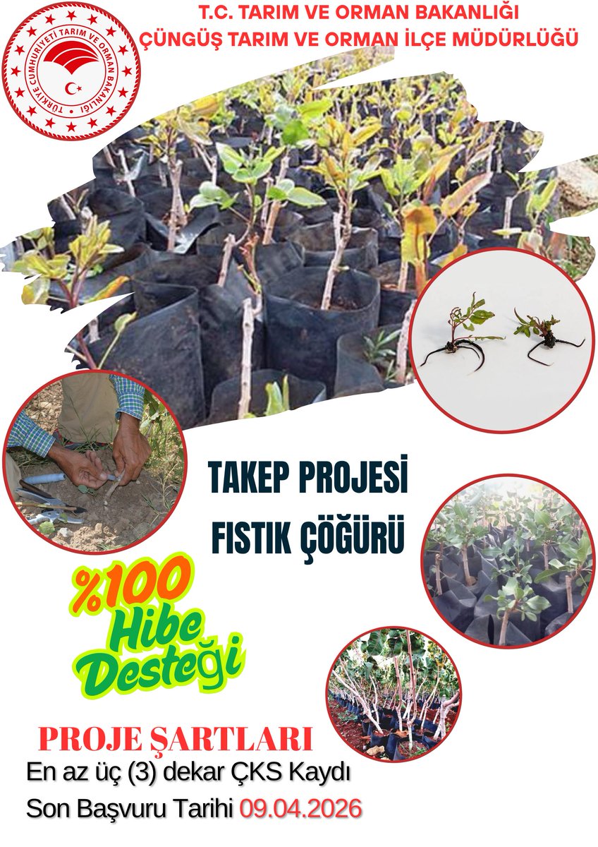 Cungustarim's tweet photo. TAKEP PROJESİ KAPSAMINDA %100 HİBELİ FISTIK ÇÖĞÜRÜ FİDESİ https://t.co/jqoyQcYxK9