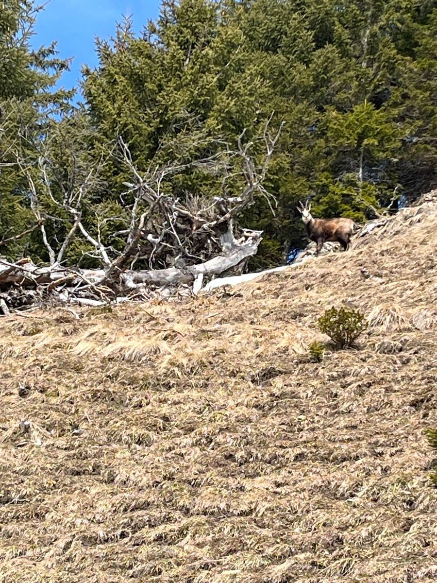 FalconForce Official tweet media