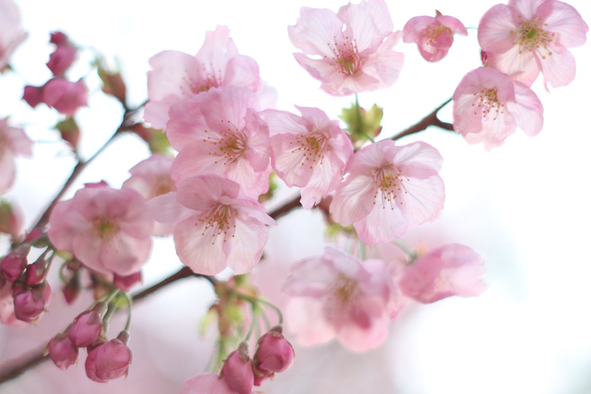 叶鞠 鮎🐟️🪷2.5次元Vtuber tweet media