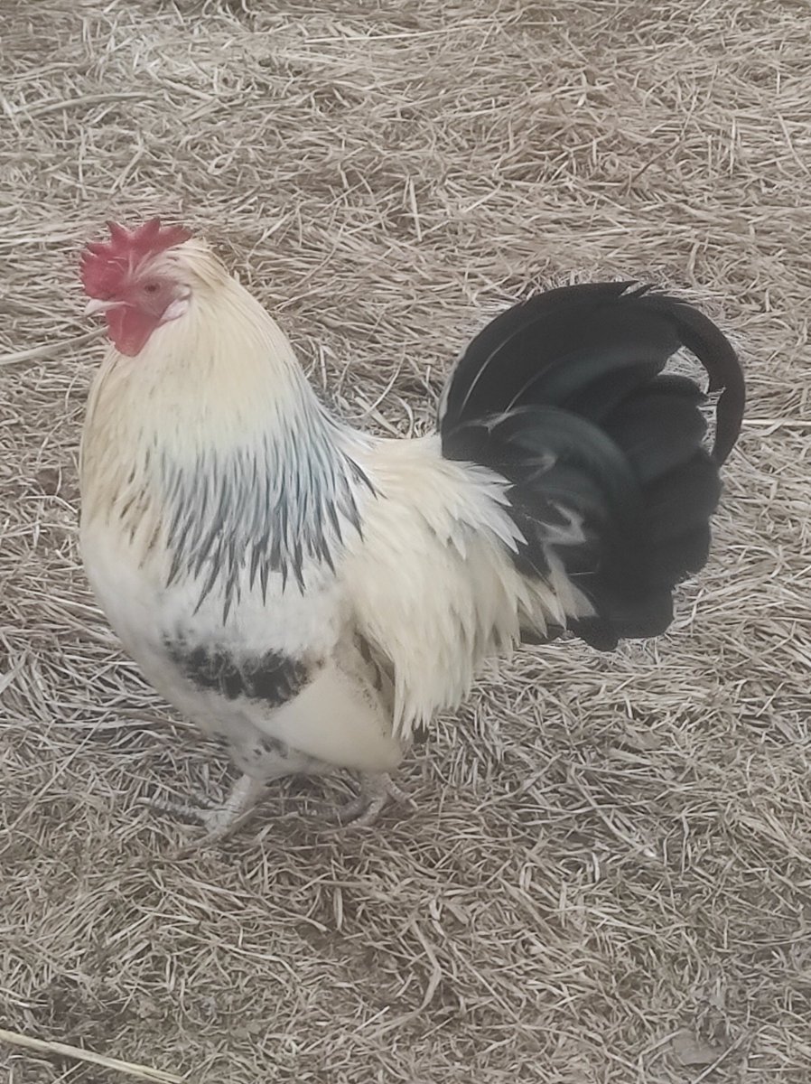 🏍️🎹System 333🕊️💙❎🤡 tweet media