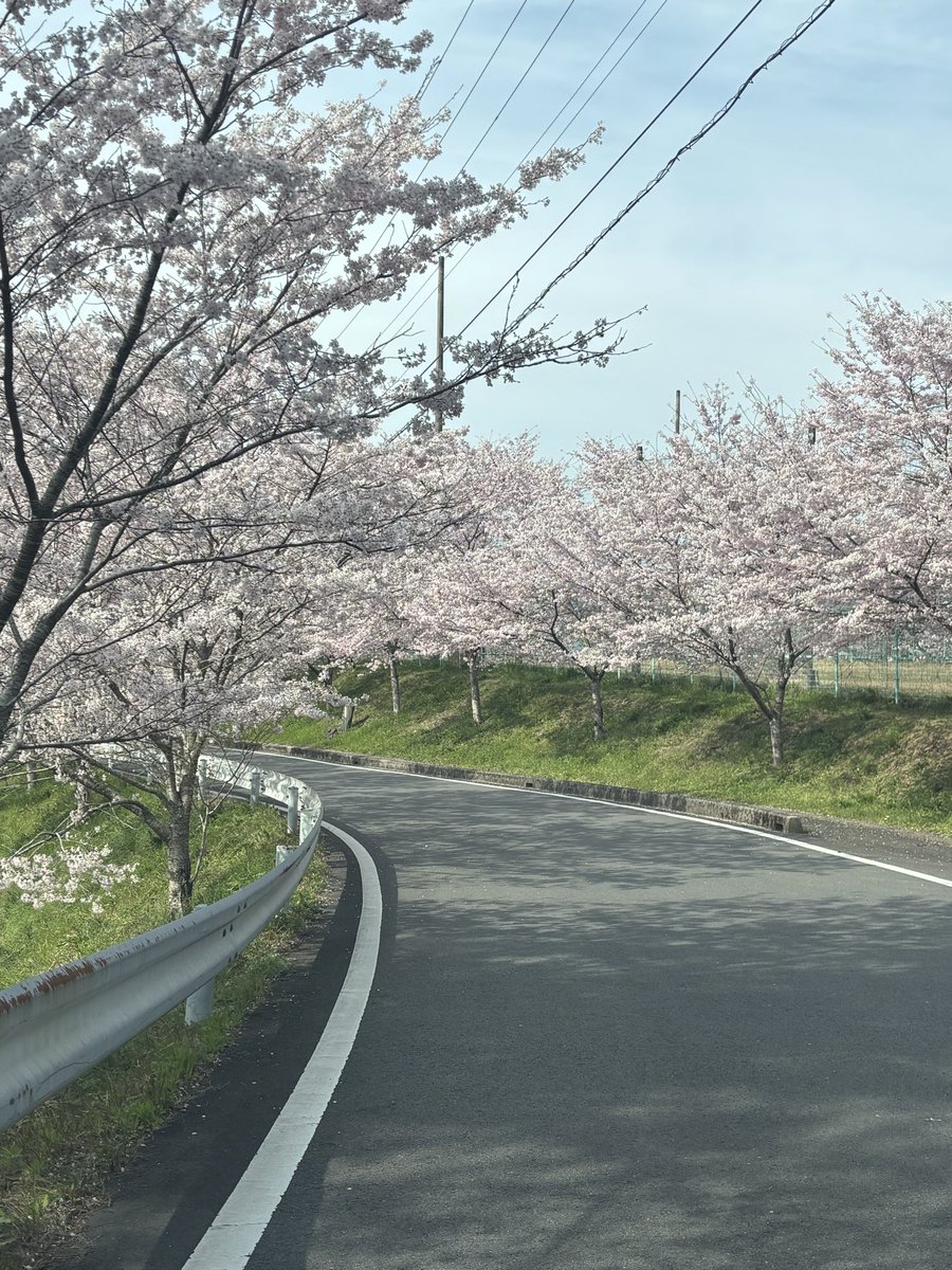 近所の桜🌸です❣️
満開🌸やっぱり桜は見に行きたくなるなぁ。