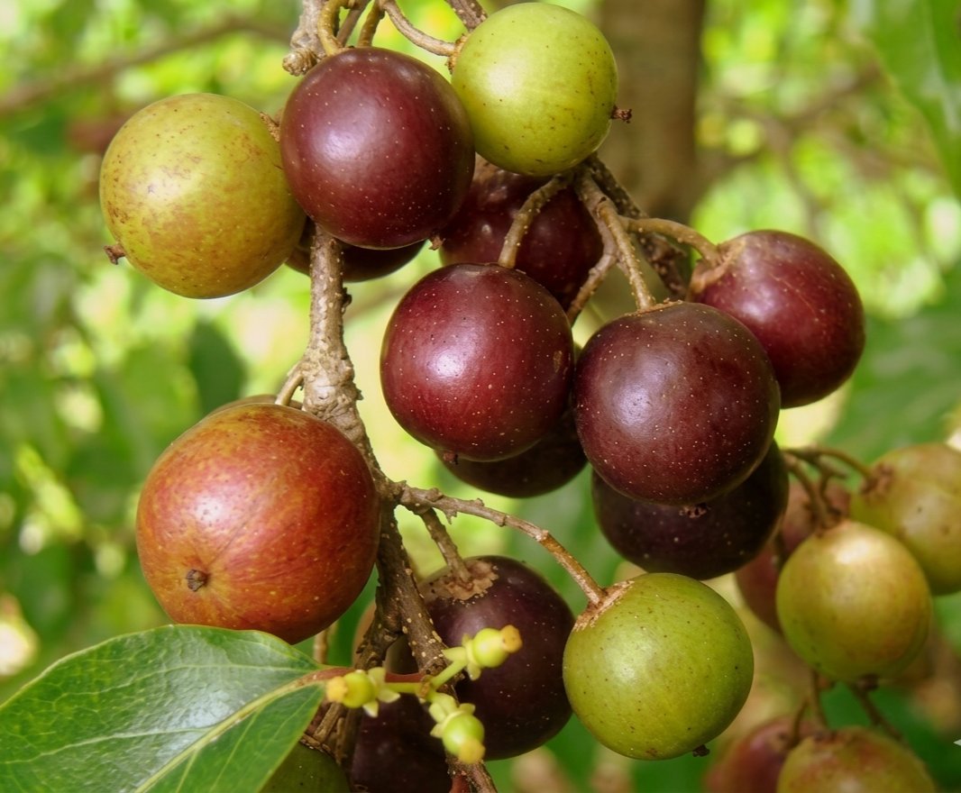 Menunggu tweet media