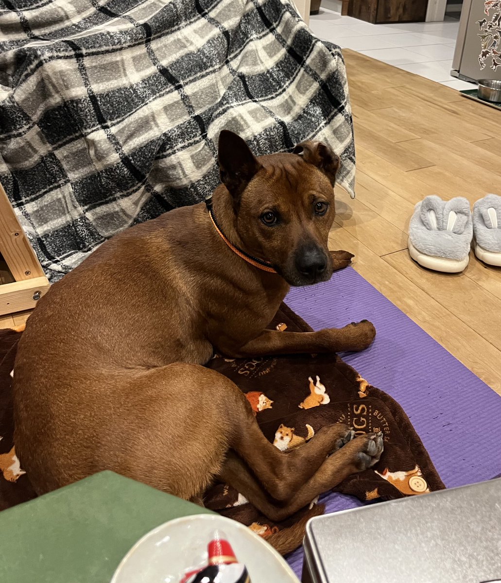 野犬先輩 tweet media