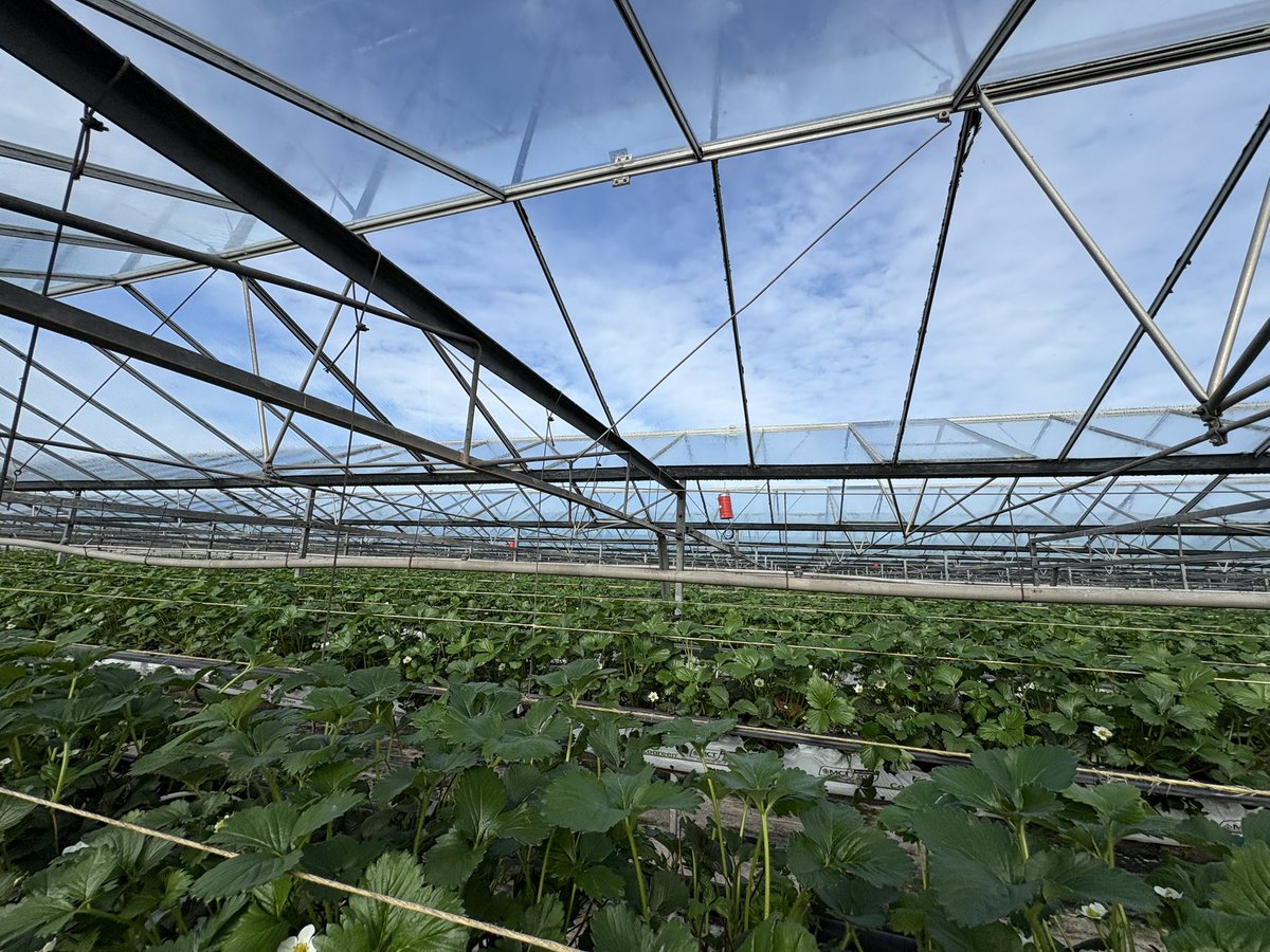 Agronomysilvers's tweet photo. Strawberry 🍓 season is upon us 👌👌 happy Friday everyone 💥💥�� @AgriiUK https://t.co/2LSmEDk5V9