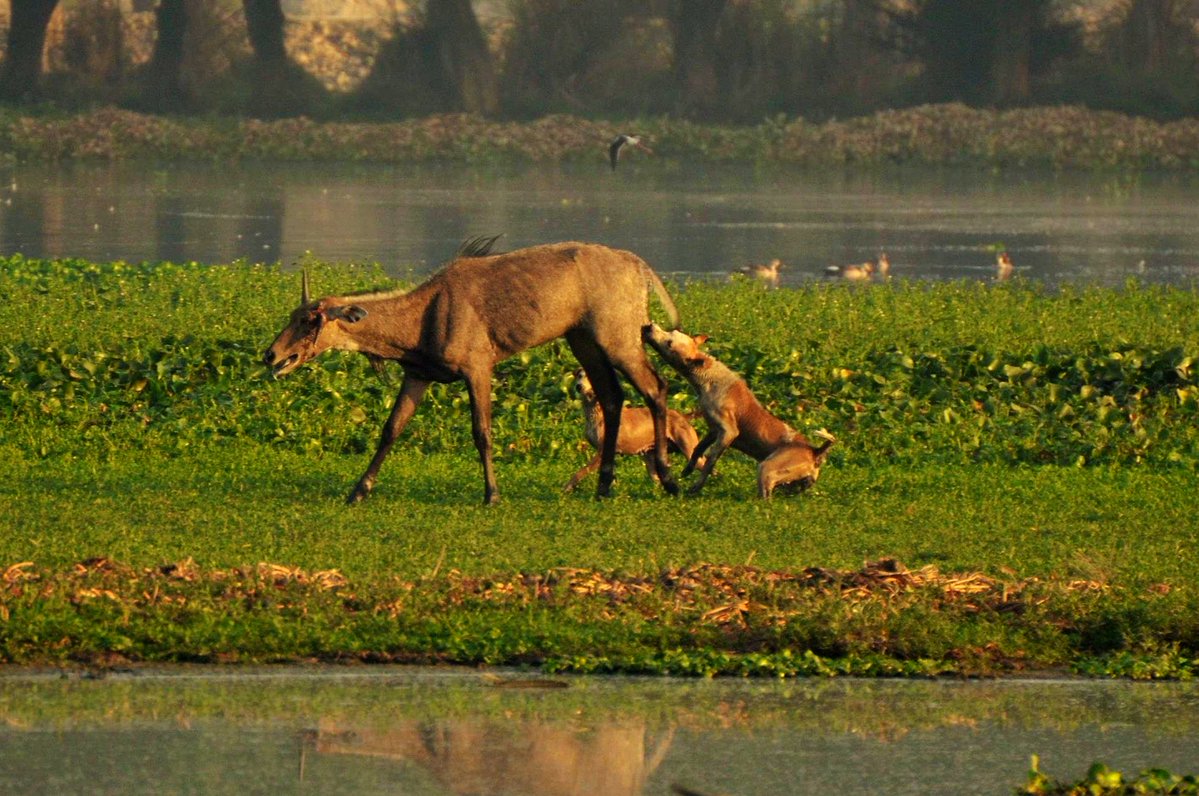 The Pariah Gang of India (Canis pariah) tweet media