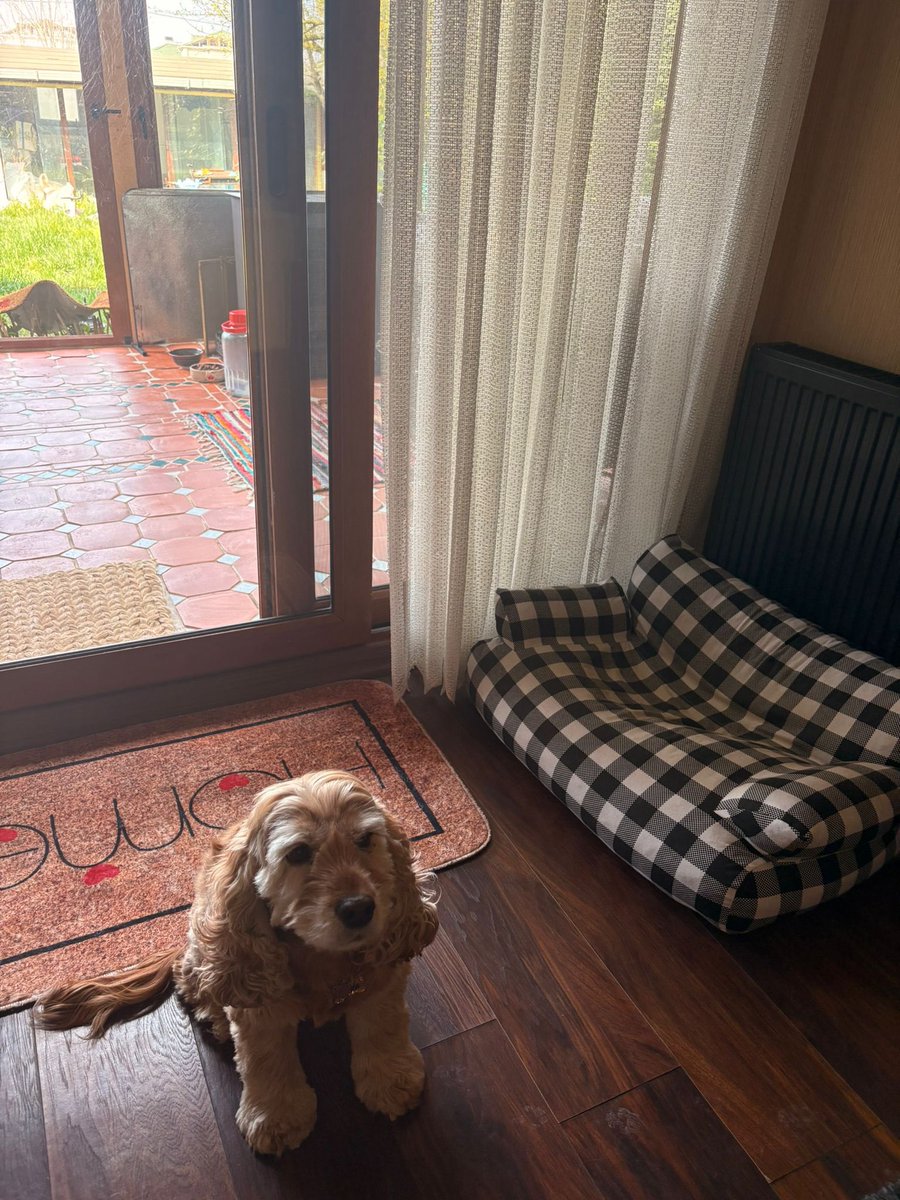 bella için yuva arıyorum
çişini kakasını dışarı yapıyor.. uslu eğitimli karakterli 
neden istemiyor kimse