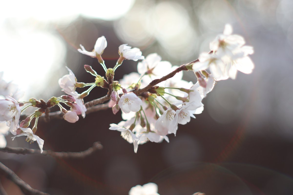 叶鞠 鮎🐟️🪷2.5次元Vtuber tweet media