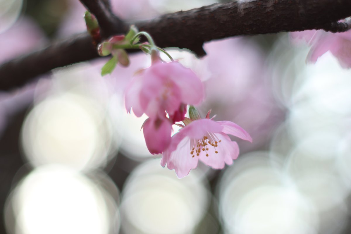 叶鞠 鮎🐟️🪷2.5次元Vtuber tweet media