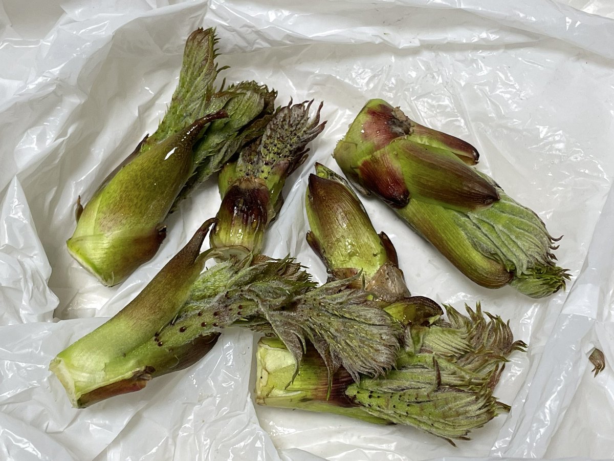 牛むつみ🐮 tweet media