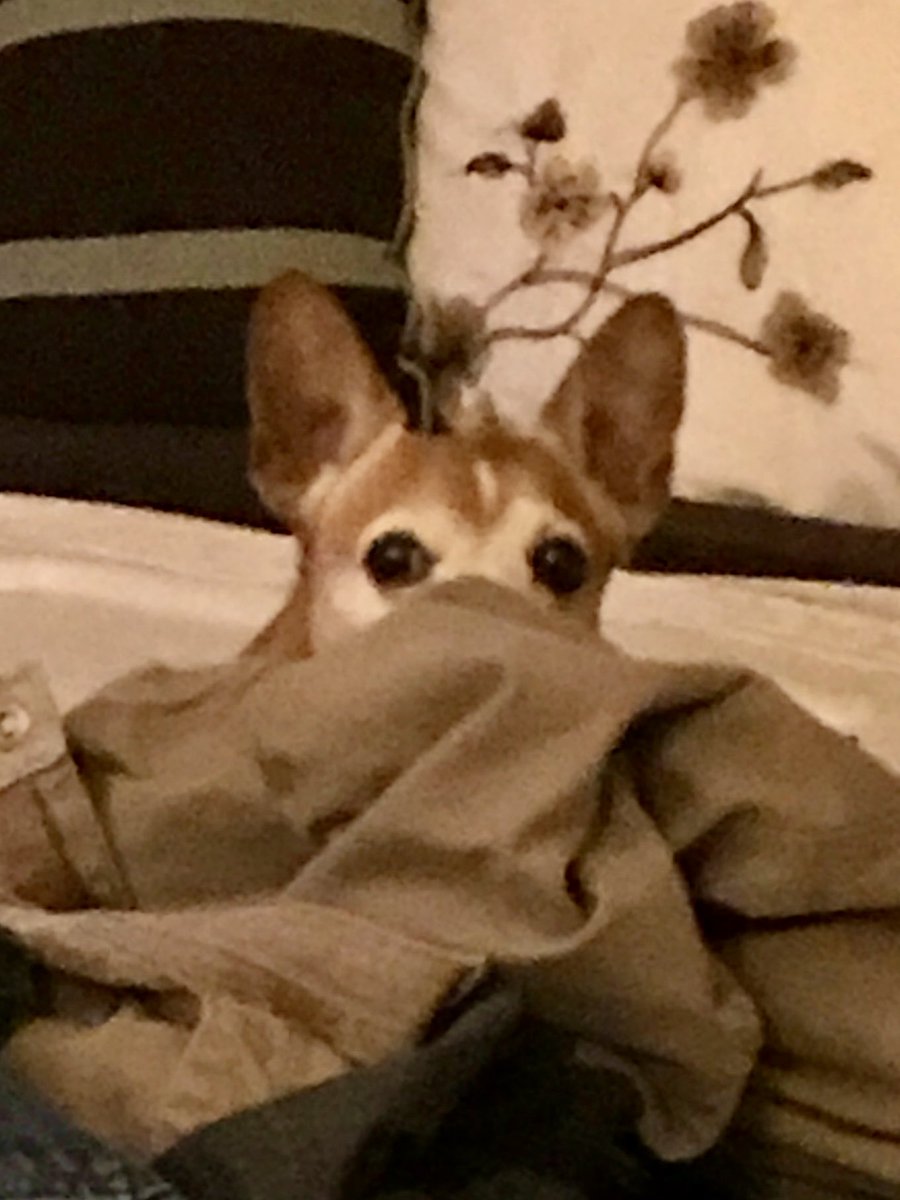 REMEMBERING BRUISER 💔 tweet media