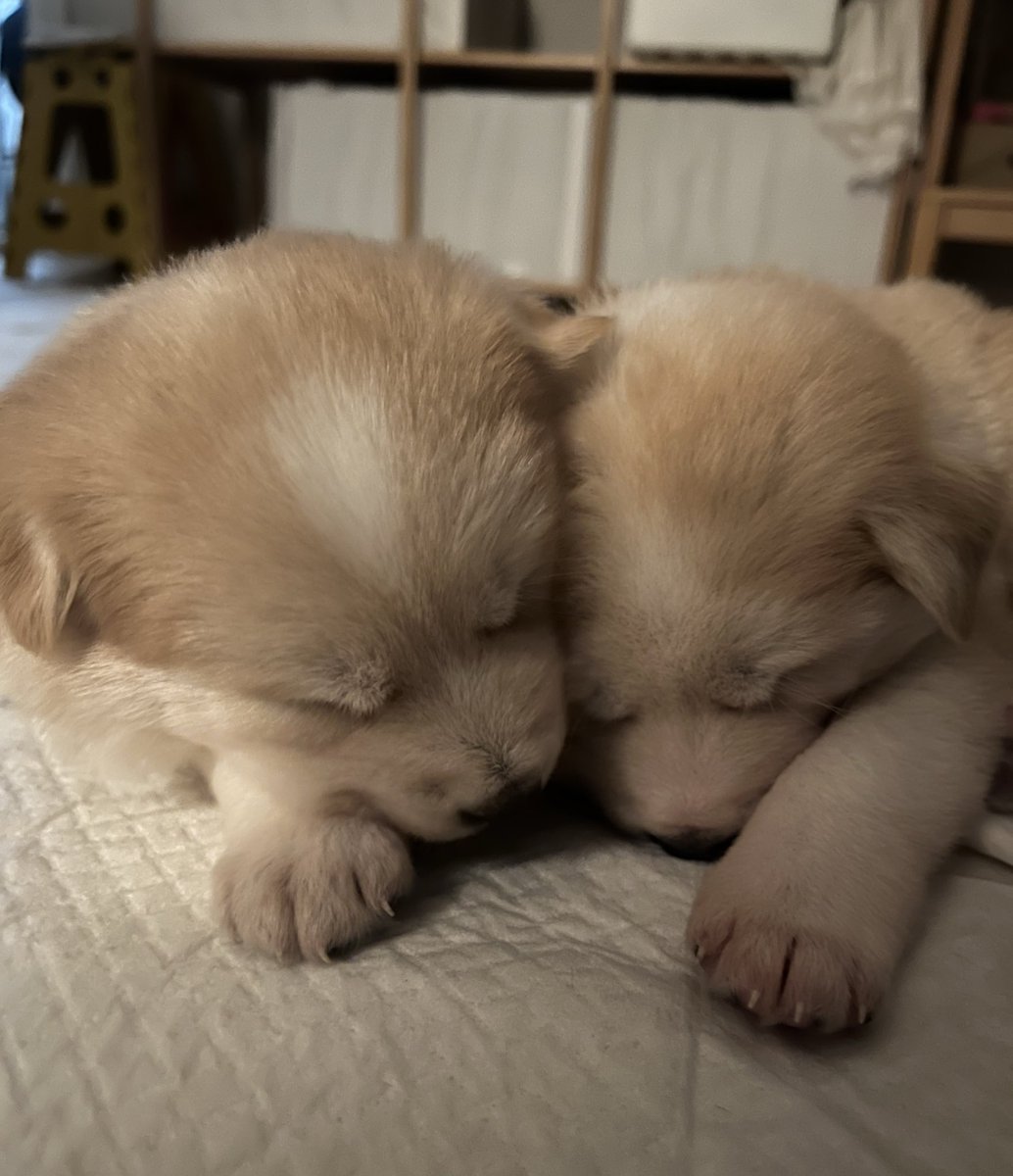 ⭐️럭키&일곱 꼬물이 가족찾아요⭐️ tweet media