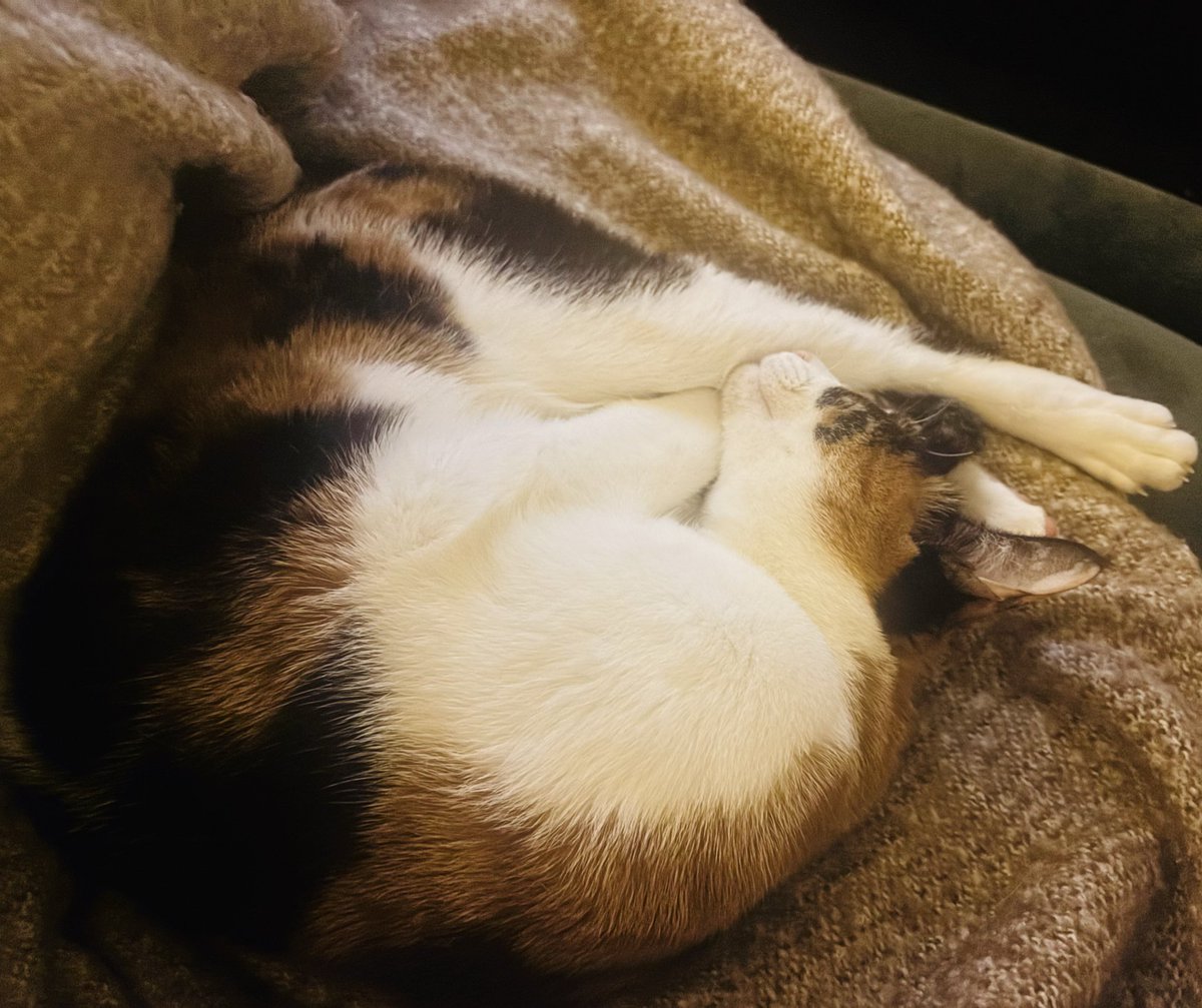 Maria J. Ritchie tweet media