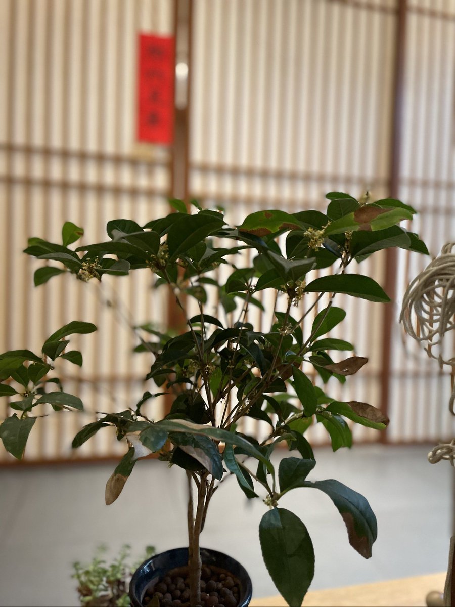 Rasim ozbay tweet media