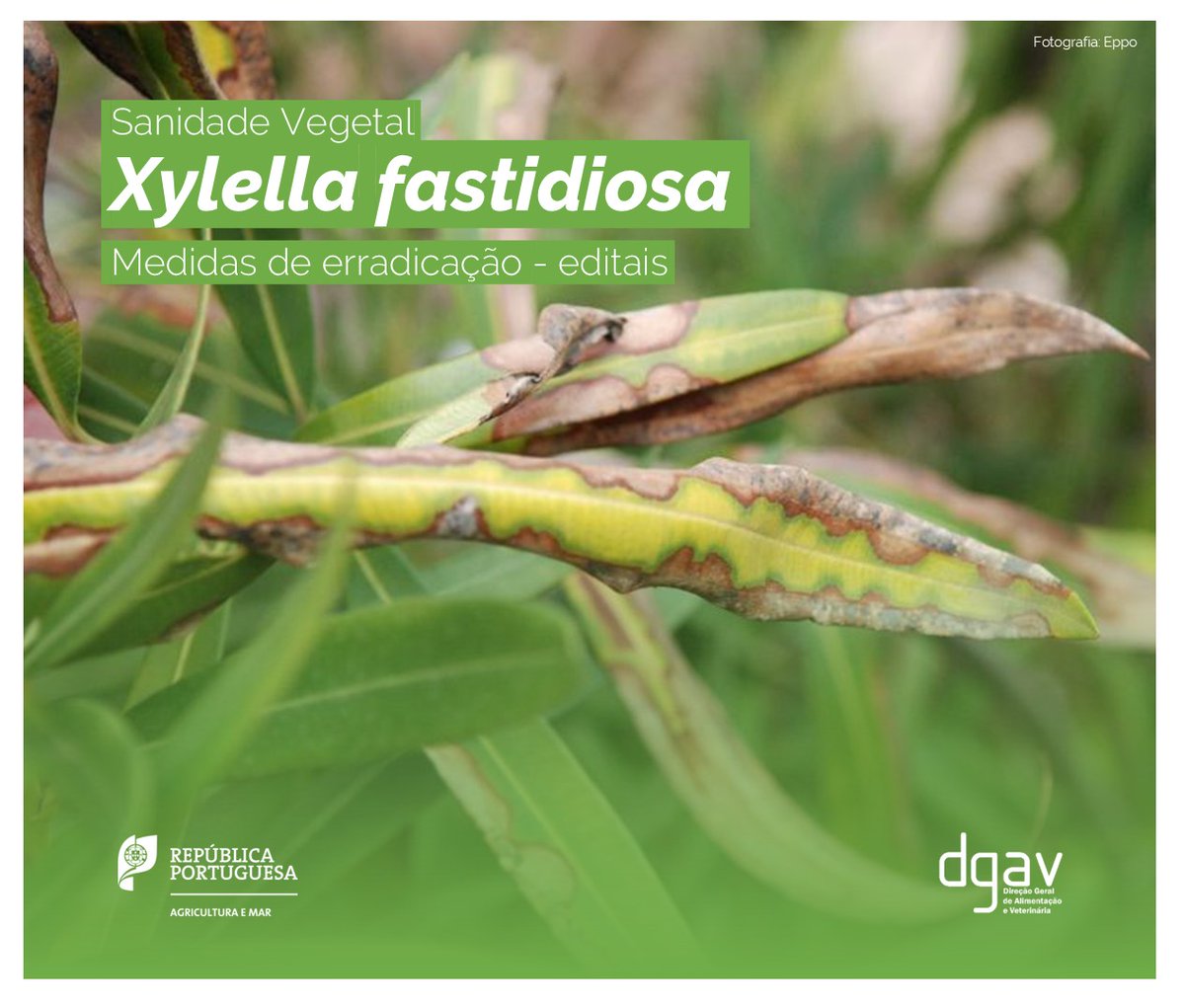 DGAV - Direção-Geral de Alimentação e Veterinária tweet media