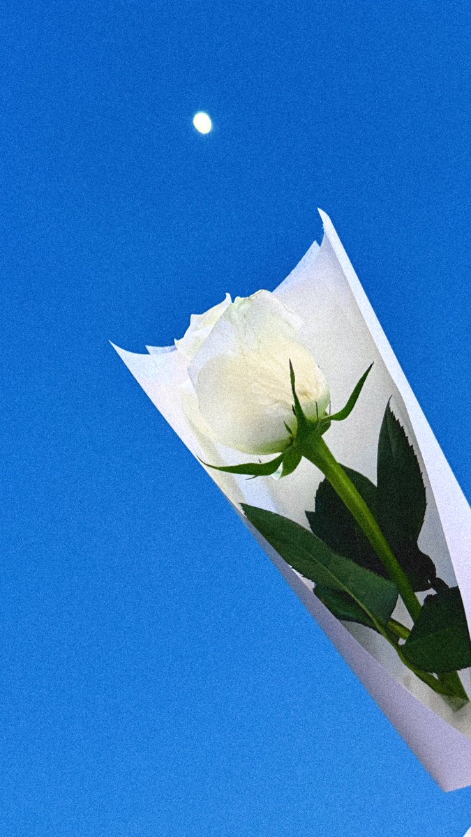 260327 원필이가 준 꽃으로 배경화면 뚝딱🌷
