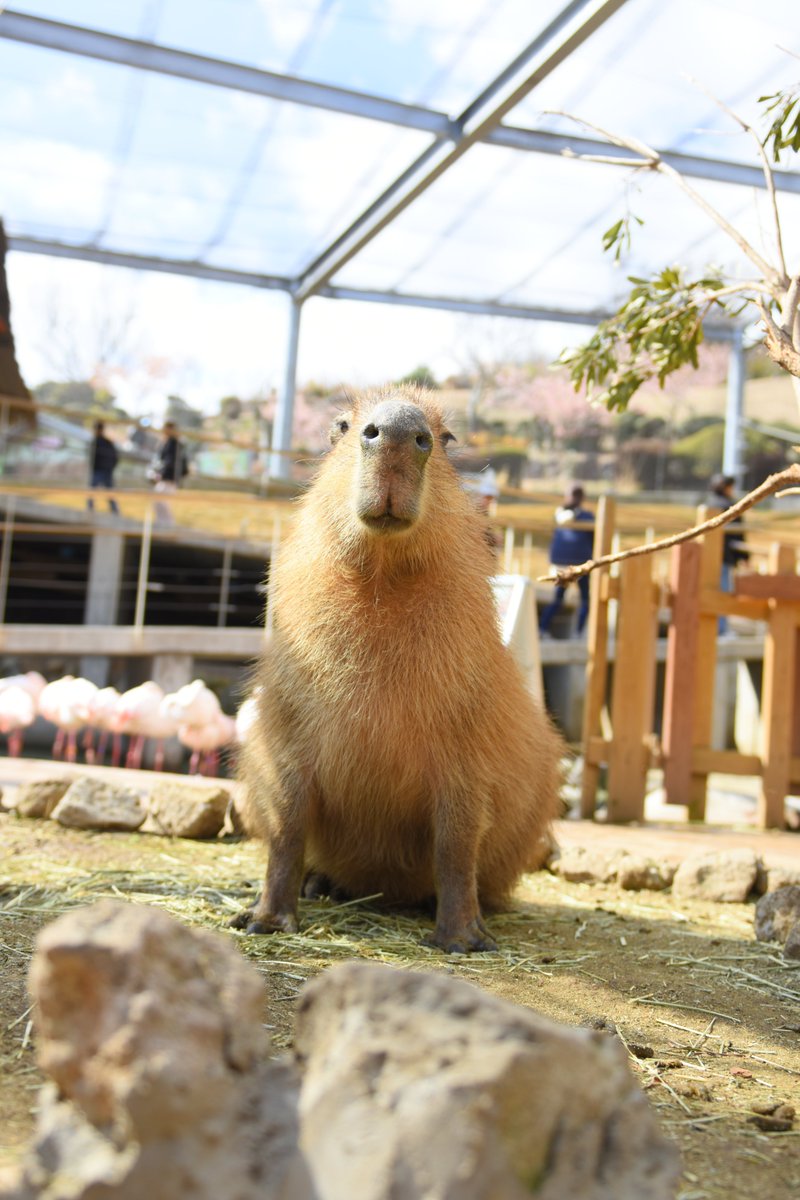 八重樫です。(カピバラ大好き) tweet media