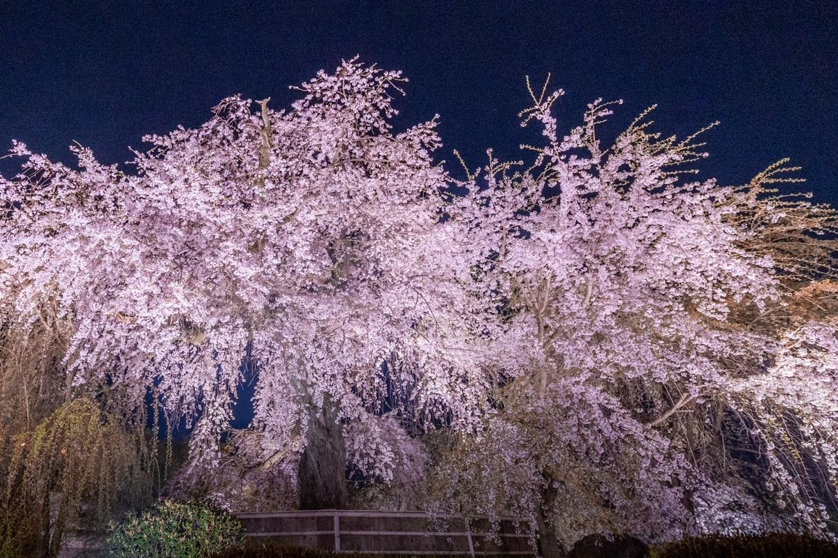 神秘の神社旅 / パワースポット探訪/七転び八起き tweet media
