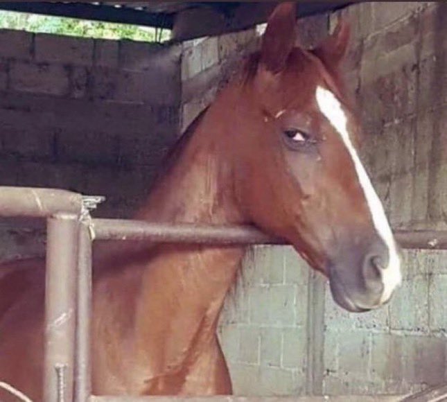 prime.dev © tweet media