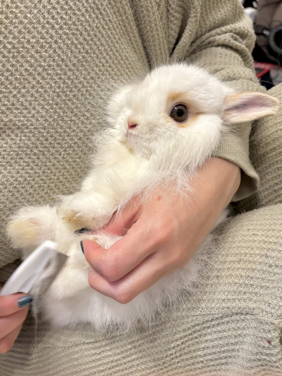 いのかむきぃせちゃしちゃ🐰みぃ👩🏻 tweet media