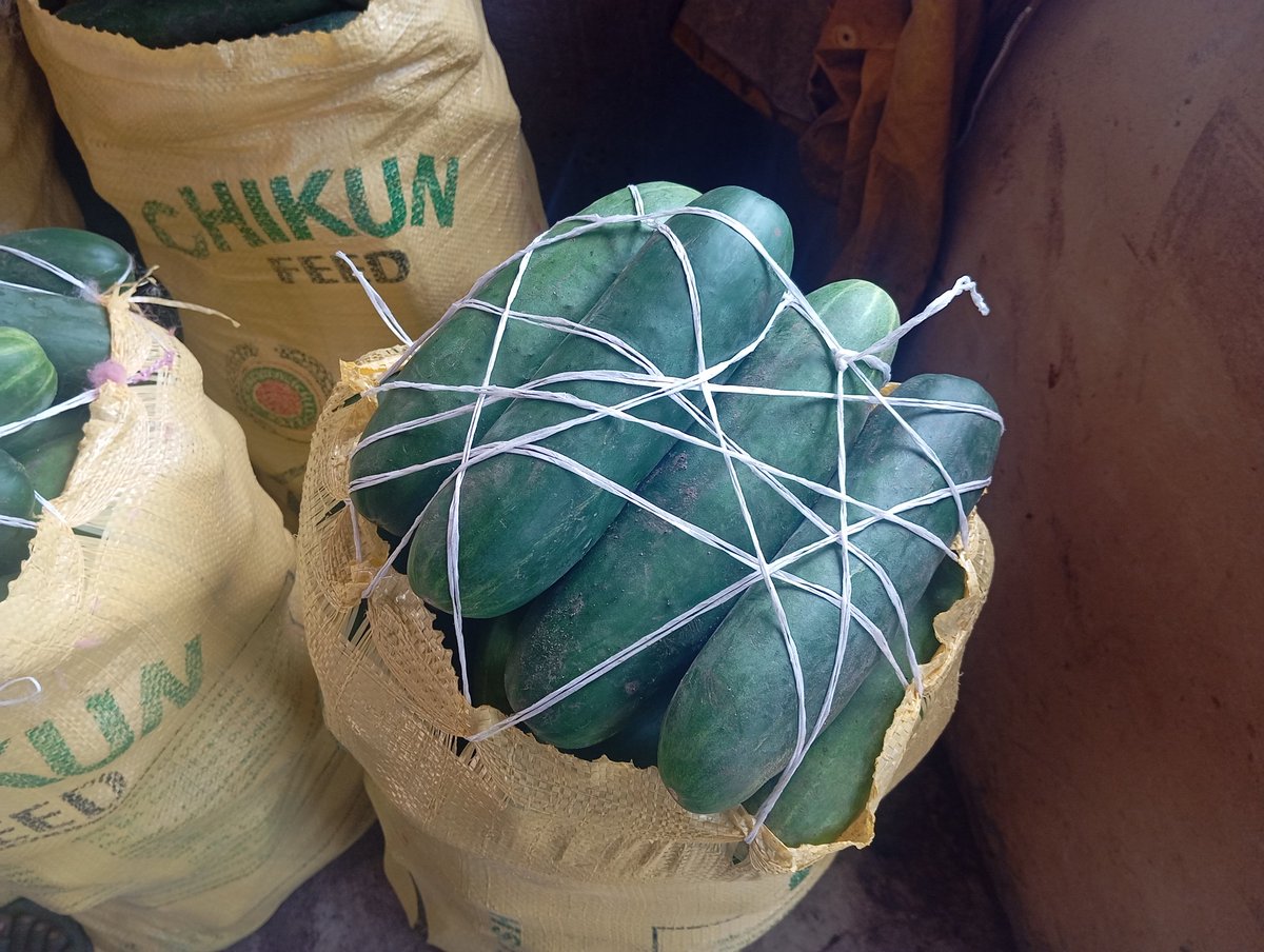 Farm With Gifty 🌽🌱 tweet media