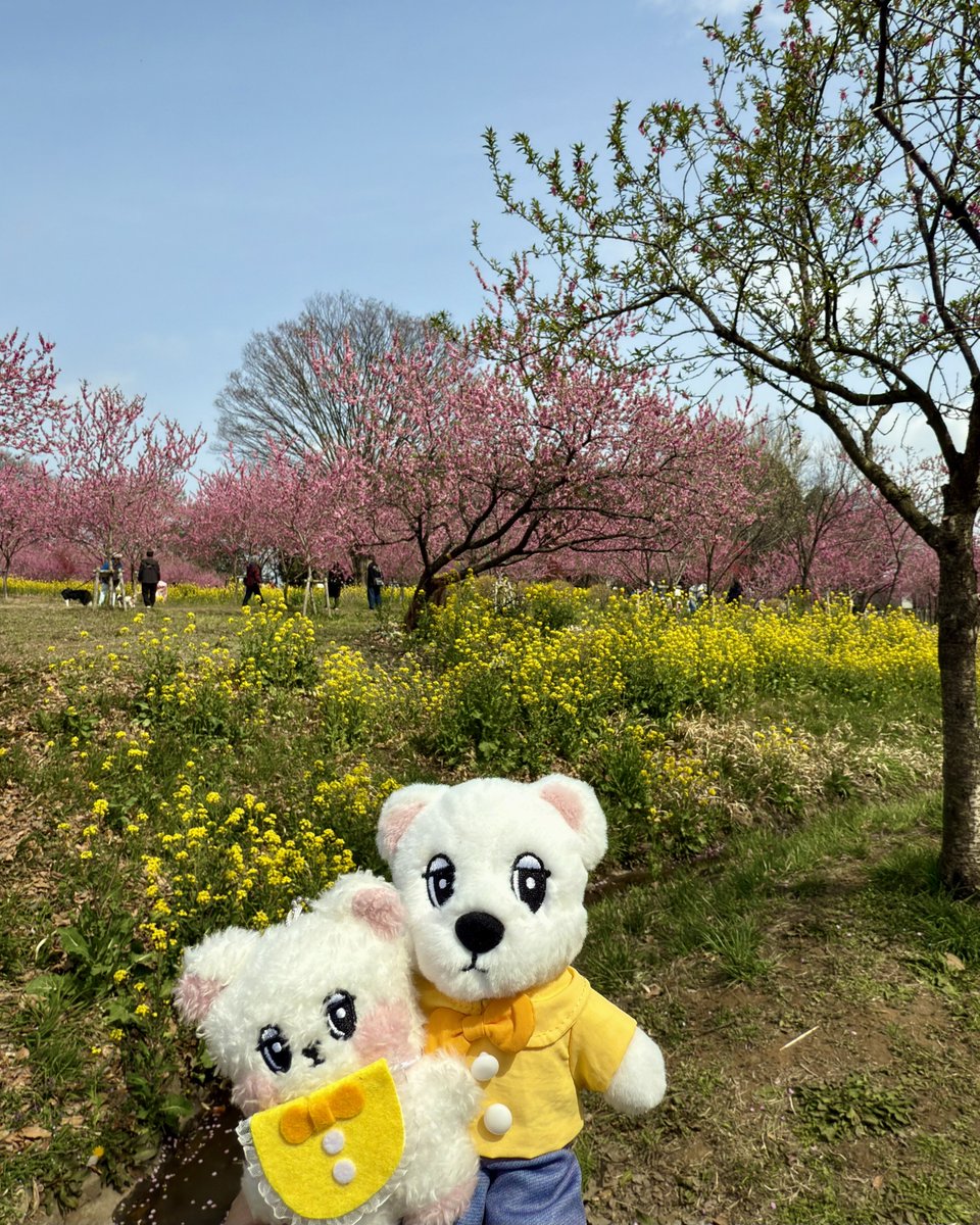 m2_ldw's tweet photo. 順番が逆になっちゃった。
桜の前に行った桃まつり🩷
#wookdong #욱동이 #ウクドン https://t.co/780nDOgISM