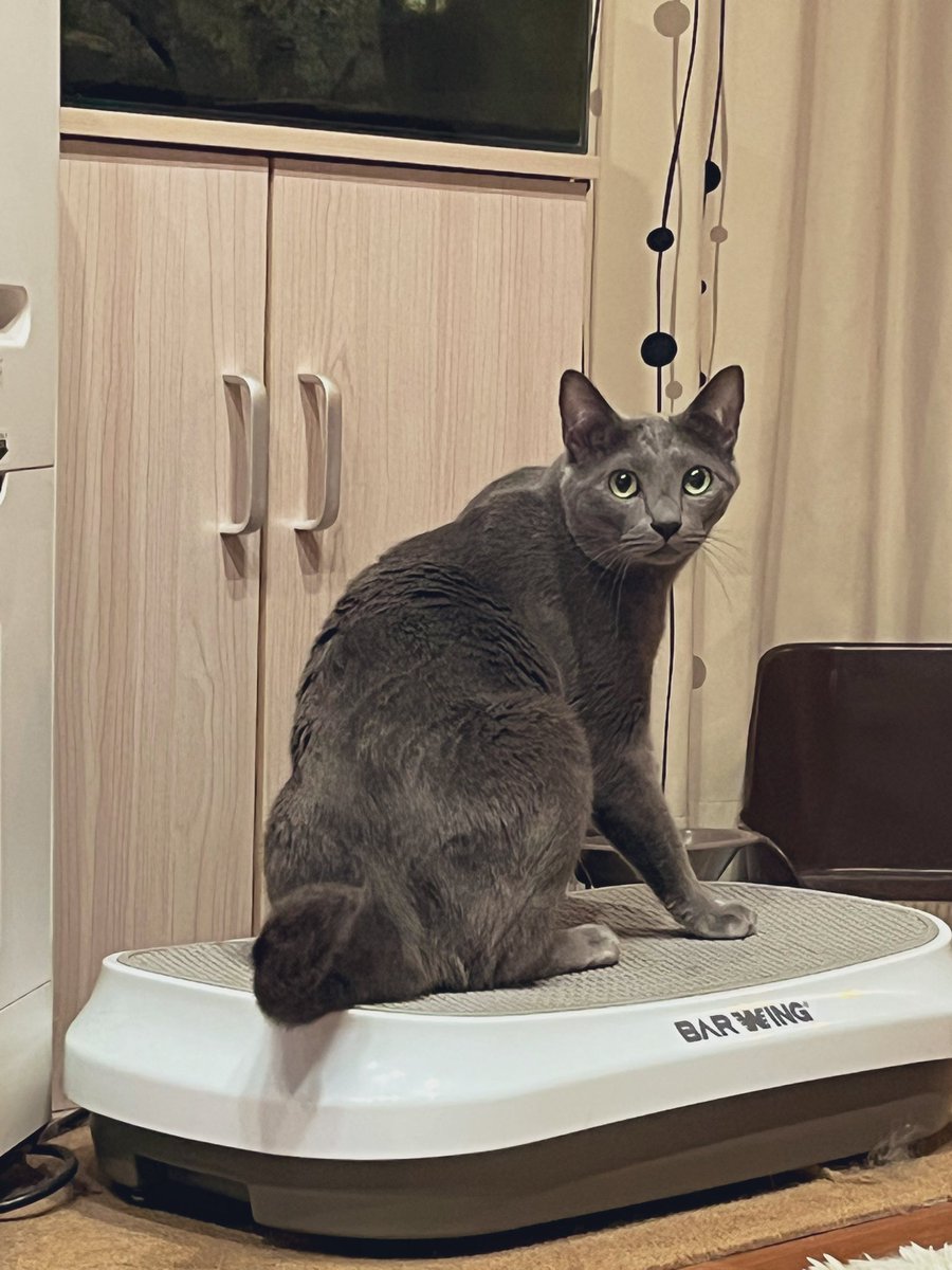 58_R_58's tweet photo. 犬、犬、猫、猫 https://t.co/55OFnUlutd