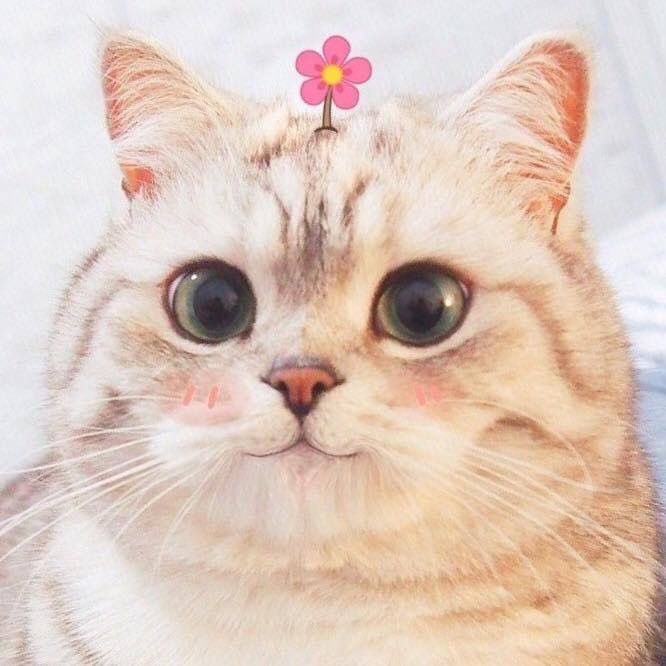 Scar | edtwt tweet media