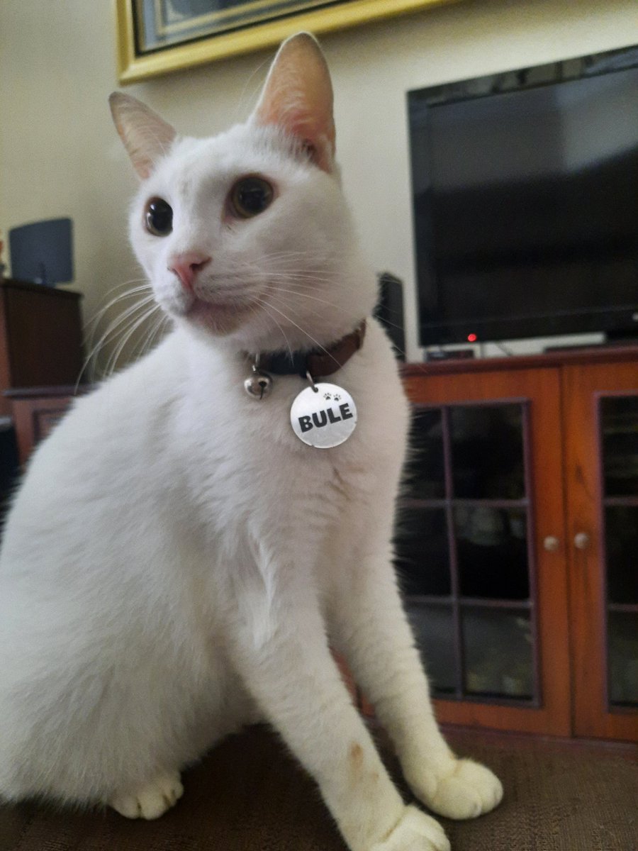 RT @nowhiringagents: [CAT APPLICATION] Nama: Bule Breed: Putih bloon ...