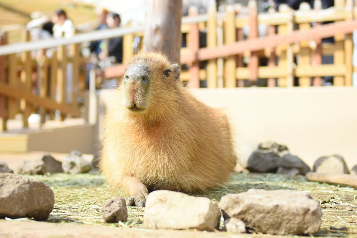 八重樫です。(カピバラ大好き) tweet media