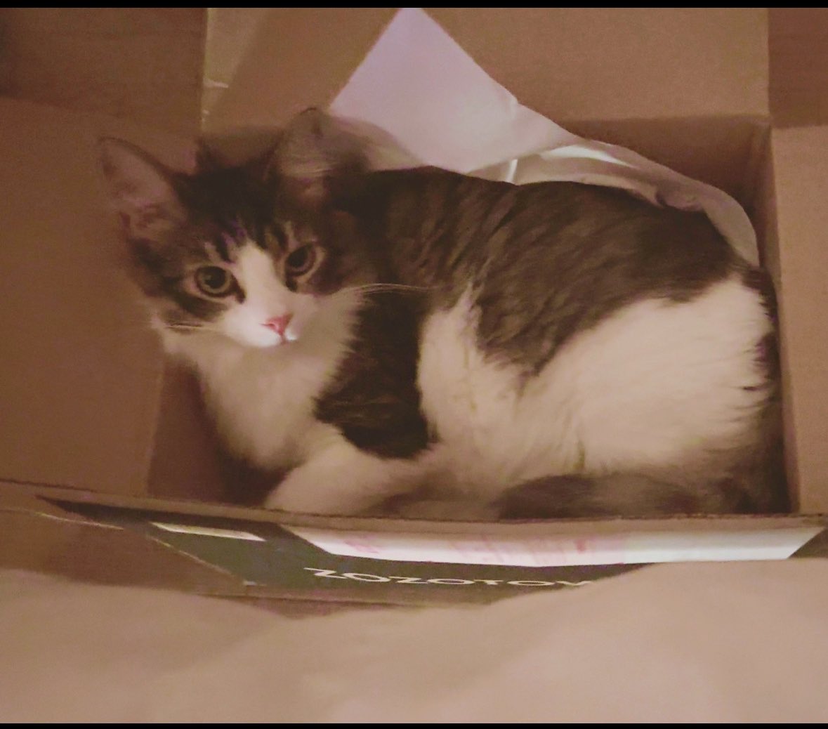 しろねこ tweet media