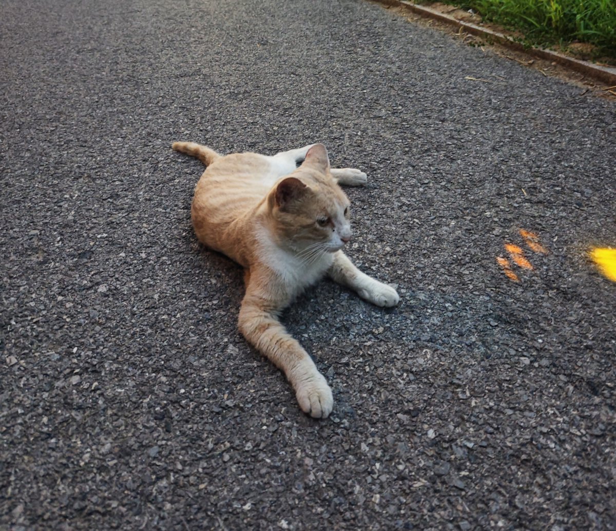 omprakash birla tweet media