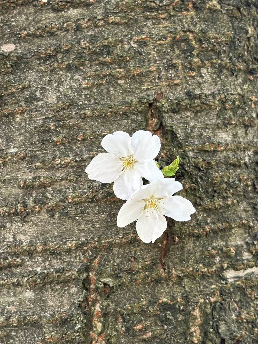 悪い猫(つぶ隊/サファイア） tweet media